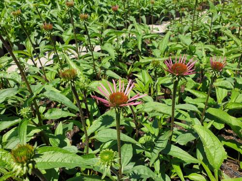 Bild von ECHPPB_Echinacea_purp___Pica_Bella__R__P1_0__P-2720544001_T-k_K-27_Y-19_66010_aktiv_.jpg