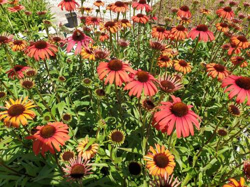 Bild von /bilder/bluehapp/thumb/ECHPPO_Echinacea_purpurea__Postman__R__P1_0__P-2721022301_T-b_K-27_Y-19_36867_aktiv_.jpg