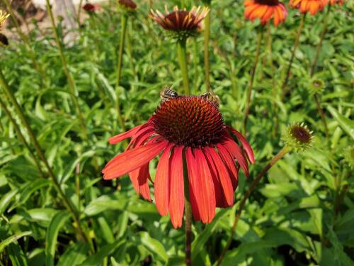 Bild von /bilder/bluehapp/thumb/ECHPPO_Echinacea_purpurea__Postman__R__P1_0__P-2721022301_T-b_K-31_Y-19_24175_aktiv_.jpg