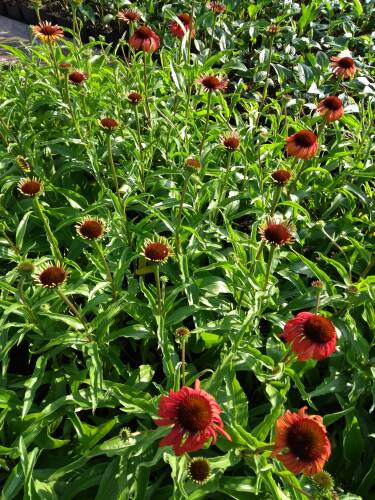 Bild von /bilder/bluehapp/thumb/ECHPPO_Echinacea_purpurea__Postman__R__P1_0__P-2721022301_T-b_K-31_Y-19_60057_aktiv_.jpg