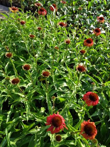 Bild von /bilder/bluehapp/thumb/ECHPPO_Echinacea_purpurea__Postman__R__P1_0__P-2721022301_T-b_K-31_Y-19_60057_aktiv_.jpg