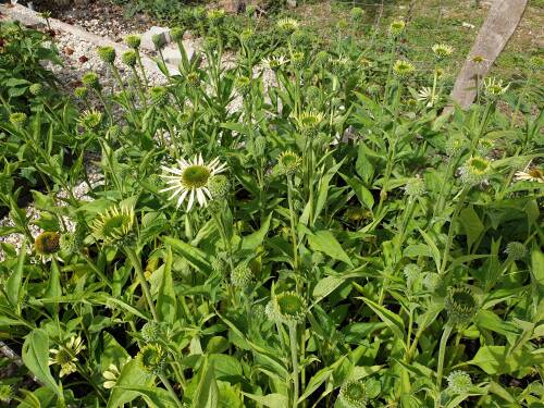 Bild von /bilder/bluehapp/thumb/ECHPVI_Echinacea_purpurea__Virgin__R__P1_0__P-2721090001_T-b_K-37_Y-19_16356_aktiv_.jpg