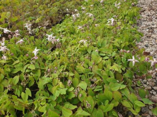 Bild von /bilder/bluehapp/thumb/EPIGAK_Epimedium_grand___Akebono____P0_5__P-2822504001_T-b_K-17_Y-20_95007_aktiv_.jpg