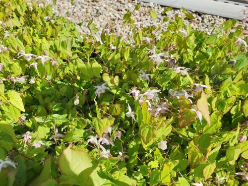 Bild von /bilder/bluehapp/thumb/EPIGAK_Epimedium_grand___Akebono____P0_5__P-2822504001_T-b_K-19_Y-20_91650_aktiv_.jpg