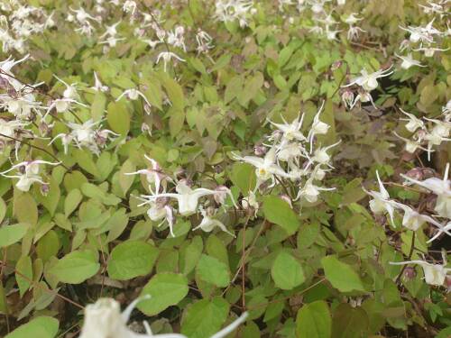 Bild von /bilder/bluehapp/thumb/EPIG_Epimedium_grandiflorum_P0_5__P-2822500001_T-b_K-17_Y-19_51543_aktiv_.jpg