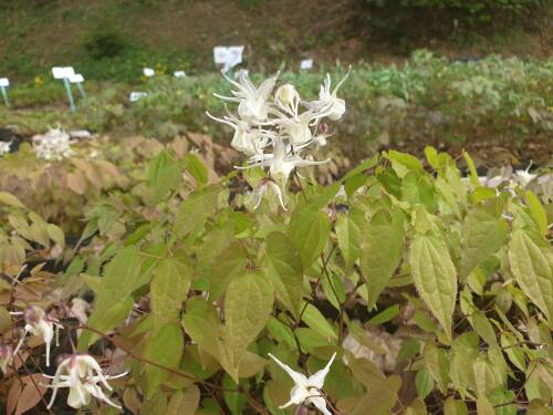 Bild von /bilder/bluehapp/thumb/EPIG_Epimedium_grandiflorum_P0_5__P-2822500001_T-b_K-17_Y-19_70059_aktiv_.jpg