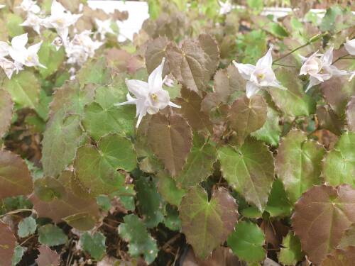 Bild von /bilder/bluehapp/thumb/EPIPA_Epimedium_pauciflorum____P0_5__P-2823400001_T-b_K-17_Y-19_83804_aktiv_.jpg