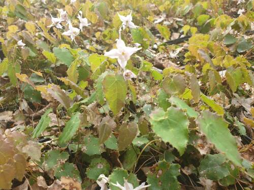 Bild von /bilder/bluehapp/thumb/EPIPA_Epimedium_pauciflorum____P0_5__P-2823400001_T-b_K-17_Y-19_93362_aktiv_.jpg