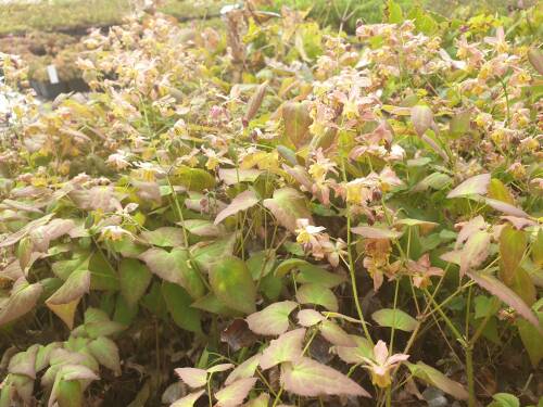 Bild von /bilder/bluehapp/thumb/EPIVCU_Epimedium_x_vers___Cupreum__o_P0_5__P-2825020001_T-b_K-17_Y-19_59825_aktiv_.jpg