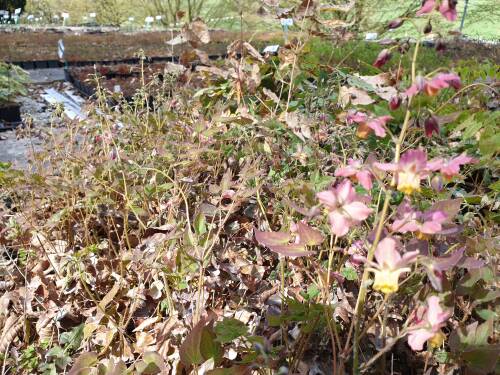 Bild von /bilder/bluehapp/thumb/EPIVCU_Epimedium_x_vers___Cupreum__o_P0_5__P-2825020001_T-k_K-16_Y-19_40535_aktiv_.jpg