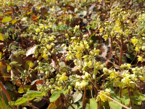 Bild von /bilder/bluehapp/thumb/EPIVSU_Epimedium_x_vers___Sulphureum_____P0_5__P-2825000001_T-b_K-15_Y-20_41747_aktiv_.jpg