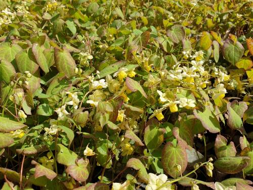 Bild von /bilder/bluehapp/thumb/EPIVSU_Epimedium_x_vers___Sulphureum_____P0_5__P-2825000001_T-b_K-16_Y-20_91713_aktiv_.jpg