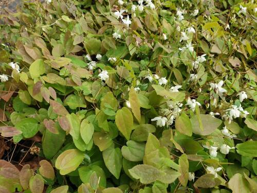 Bild von /bilder/bluehapp/thumb/EPIYNI_Epimedium_x_youngianum__Niveum_Li_P0_5__P-2826015001_T-k_K-18_Y-20_36836_aktiv_.jpg