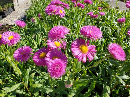 Bild von /bilder/bluehapp/thumb/ERIHKA_Erigeron_x_cult___Karminstrahl__P0_5__P-2881040001_T-b_K-36_Y-19_27435_aktiv_.jpg