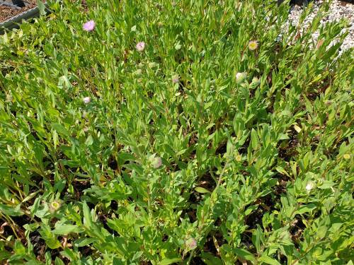 Bild von /bilder/bluehapp/thumb/ERIHRJ_Erigeron_x_cult___Rosa_Juwel__P0_5__P-2881055001_T-k_K-23_Y-21_65956_aktiv_.jpg