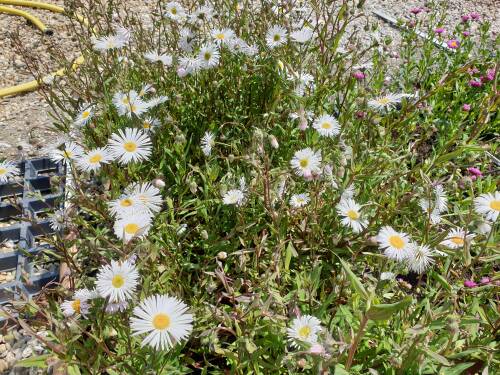 Bild von /bilder/bluehapp/thumb/ERIHSO_Erigeron_x_cult___Sommerneuschnee__P0_5__P-2881085001_T-b_K-24_Y-19_42094_aktiv_.jpg