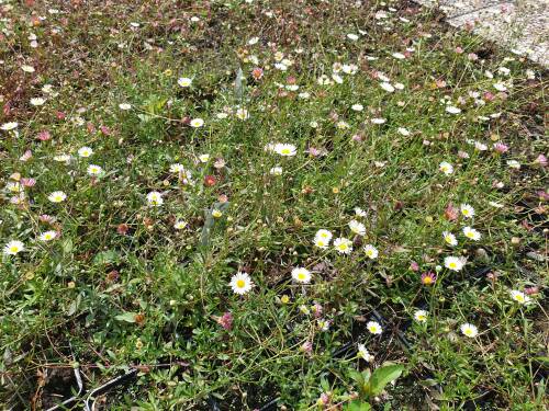 Bild von /bilder/bluehapp/thumb/ERIKBL_Erigeron_karvinskianus__Bl_tenmeer__P0_5__P-2881510001_T-b_K-29_Y-19_87521_aktiv_.jpg