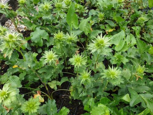 Bild von /bilder/bluehapp/thumb/ERYA_Eryngium_alpinum_P0_5__P-2981500001_T-b_K-24_Y-20_76323_aktiv_.jpg