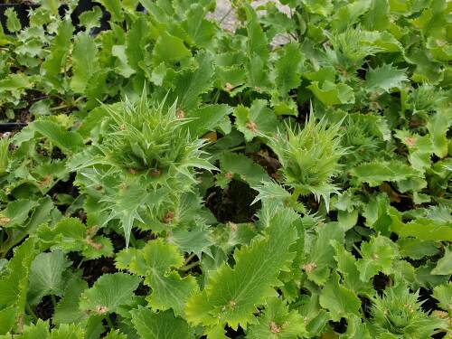 Bild von Eryngium giganteum