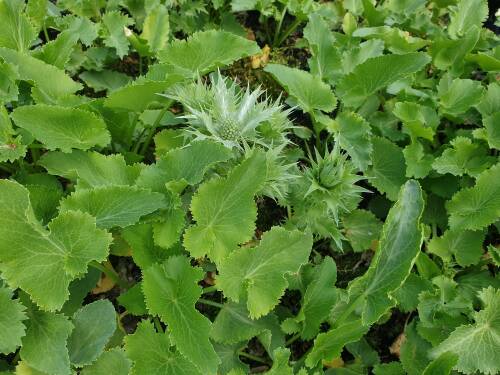 Bild von /bilder/bluehapp/thumb/ERYG_Eryngium_giganteum_P1_0__P-2982500001_T-k_K-22_Y-20_17400_aktiv_.jpg