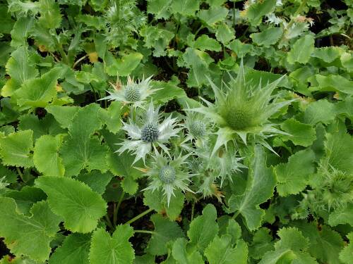 Bild von /bilder/bluehapp/thumb/ERYG_Eryngium_giganteum_P1_0__P-2982500001_T-k_K-24_Y-20_41954_aktiv_.jpg