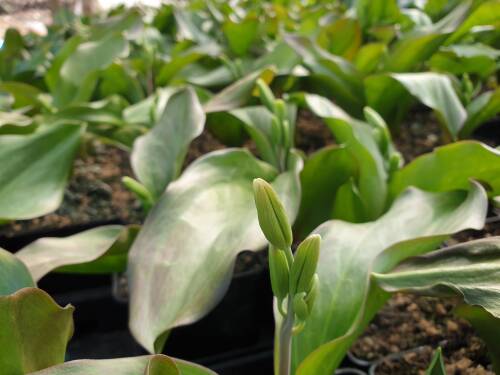 Bild von ERYTPA_Erythronium_tuolumnense__Pagode__P1_0__P-3001510001_T-k_K-14_Y-20_10815_aktiv_.jpg