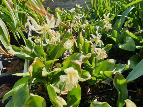 Bild von /bilder/bluehapp/thumb/ERYTWB_Erythronium_tuolum___White_Beaut__P0_5__P-3001515001_T-b_K-15_Y-20_92556_aktiv_.jpg
