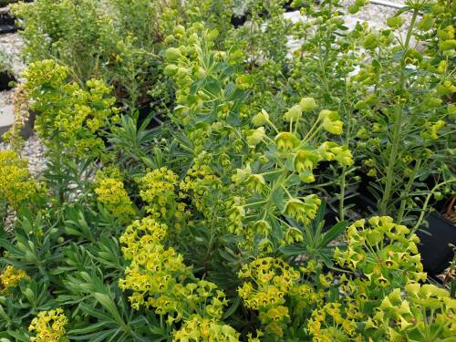 Bild von /bilder/bluehapp/thumb/EUPCW_Euphorbia_characias_ssp__wulfenii___P0_5__P-3042010001_T-b_K-18_Y-20_55079_aktiv_.jpg