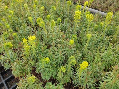 Bild von /bilder/bluehapp/thumb/EUPCW_Euphorbia_characias_ssp__wulfenii___P0_5__P-3042010001_T-k_K-10_Y-21_16797_aktiv_.jpg