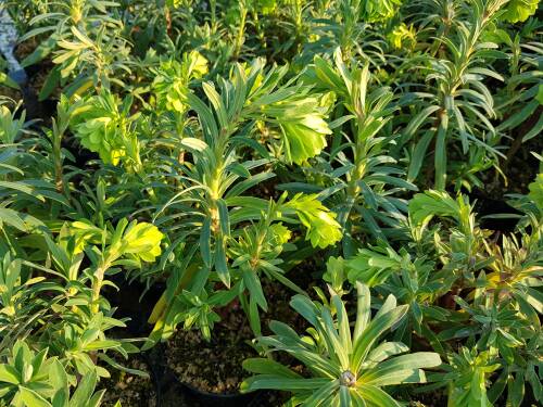 Bild von /bilder/bluehapp/thumb/EUPCW_Euphorbia_characias_ssp__wulfenii___P0_5__P-3042010001_T-k_K-12_Y-20_16004_aktiv_.jpg