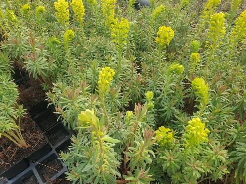 Bild von /bilder/bluehapp/thumb/EUPCW_Euphorbia_characias_ssp__wulfenii___P0_5__P-3042010001_T-k_K-12_Y-21_37308_aktiv_.jpg