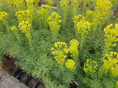 Bild von /bilder/bluehapp/thumb/EUPCW_Euphorbia_characias_ssp__wulfenii___P0_5__P-3042010001_T-k_K-14_Y-21_66699_aktiv_.jpg