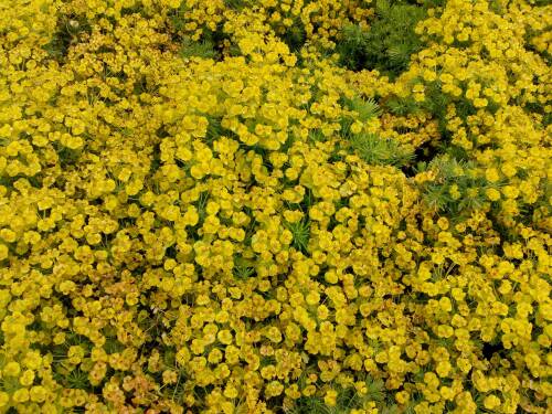 Bild von EUPCYTB_Euphorbia_cypar___Tall_Boy_______P0_5__P-3043098001_T-b_K-20_Y-19_61000_aktiv_.jpg