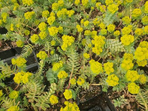 Bild von /bilder/bluehapp/thumb/EUPM_Euphorbia_myrsinites___P0_5__P-3045000001_T-b_K-12_Y-21_30547_aktiv_.jpg