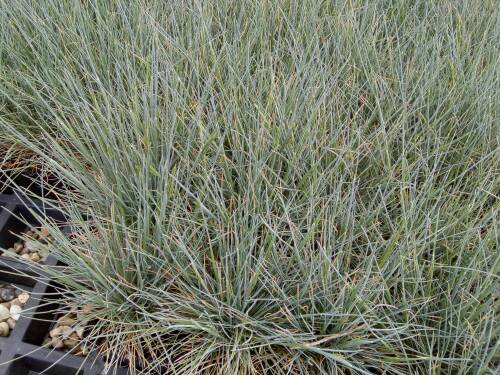 Bild von FESCEB_Festuca_cinerea__Elijah_Blue__P0_5__P-7802517001_T-k_K-18_Y-19_64323_aktiv_.jpg