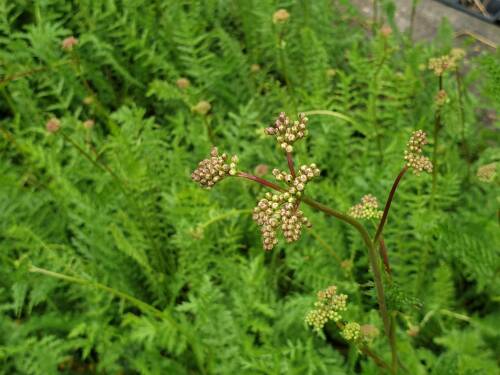 Bild von Filipendula vulgaris hexapetala