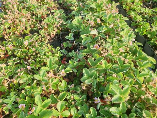Bild von /bilder/bluehapp/thumb/FRAAPP_Fragaria_ananassa__Pink_Panda__P0_5__P-3100310001_T-b_K-23_Y-21_26119_aktiv_.jpg