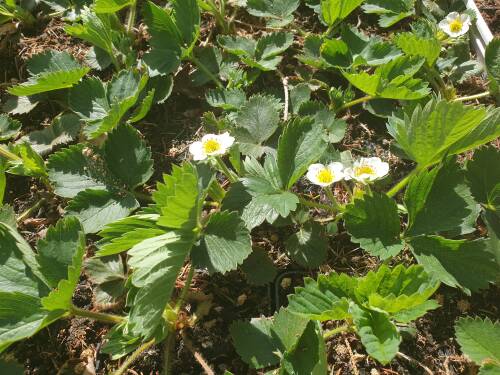 Bild von FRAHFL_Fragaria_cult___Florica__R__P0_5__P-3100820001_T-k_K-17_Y-19_90186_aktiv_.jpg