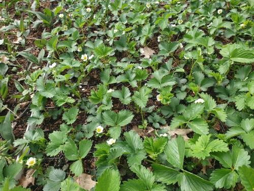 Bild von FRAHPO_Fragaria_cult___Polka__S__P0_5__P-3100850001_T-k_K-18_Y-19_18955_aktiv_.jpg