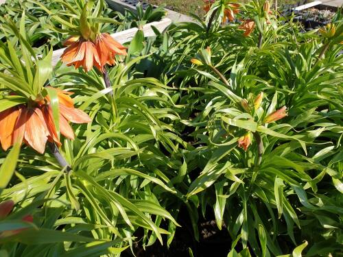 Bild von /bilder/bluehapp/thumb/FRIIAU_Fritillaria_imperialis__Aurora____C3_0__P-3121005001_T-b_K-15_Y-20_74426_aktiv_.jpg