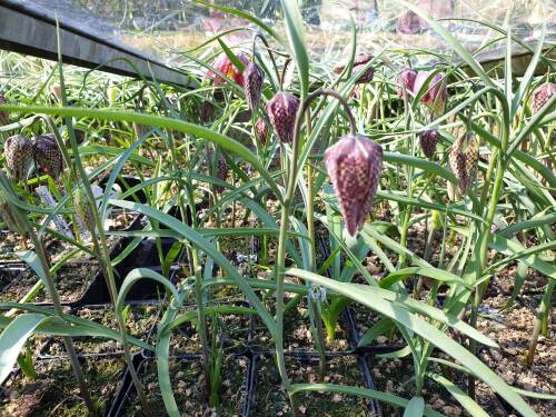 Bild von /bilder/bluehapp/thumb/FRIM_Fritillaria_meliagris___P0_5__P-3121500001_T-b_K-15_Y-20_17624_aktiv_.jpg