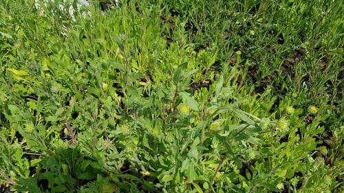 Bild von GAIGBU_Gaillardia_x_grandifl___Burgunder__P0_5__P-3141012001_T-k_K-23_Y-19_64325_aktiv_.jpg