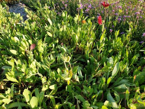 Bild von GAIGBU_Gaillardia_x_grandifl___Burgunder__P0_5__P-3141012001_T-k_K-36_Y-19_56947_aktiv_.jpg