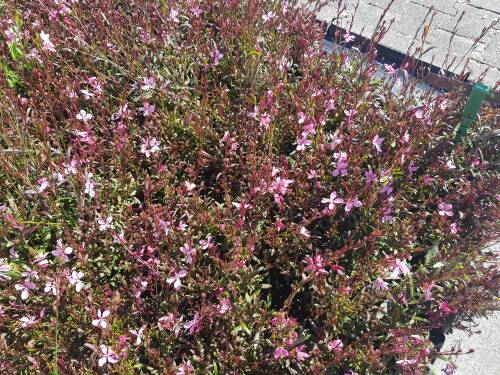 Bild von /bilder/bluehapp/thumb/GAULBL_Gaura_lindheimerii__Blaze____P1_0__P-3221005001_T-b_K-32_Y-20_26966_aktiv_.jpg