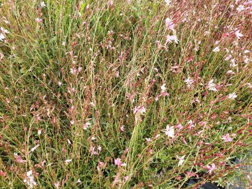 Bild von /bilder/bluehapp/thumb/GAULBL_Gaura_lindheimerii__Blaze____P1_0__P-3221005001_T-k_K-36_Y-20_72452_aktiv_.jpg