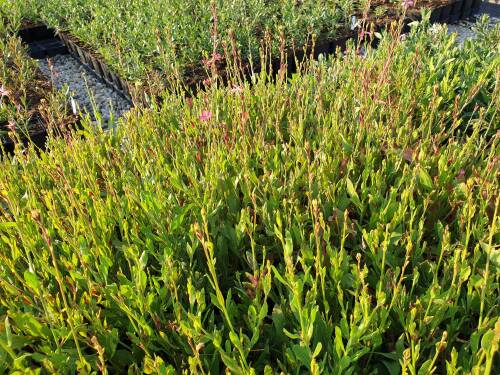 Bild von GAULRO_Gaura_lindheimerii__Rosyjane__P0_5__P-3221069001_T-k_K-30_Y-19_76969_aktiv_.jpg