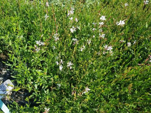 Bild von /bilder/bluehapp/thumb/GAULSB_Gaura_lindheim___Summer_Breeze__P1_0__P-3221070001_T-b_K-32_Y-20_48951_aktiv_.jpg