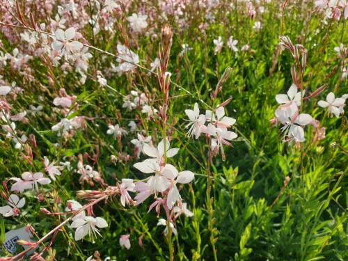 Bild von /bilder/bluehapp/thumb/GAULSB_Gaura_lindheim___Summer_Breeze__P1_0__P-3221070001_T-b_K-36_Y-19_86691_aktiv_.jpg