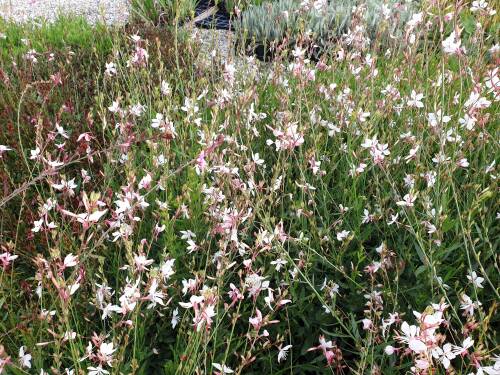 Bild von /bilder/bluehapp/thumb/GAULSB_Gaura_lindheim___Summer_Breeze__P1_0__P-3221070001_T-b_K-36_Y-20_35488_aktiv_.jpg