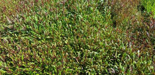 Bild von GAULSP_Gaura_lindheimerii__Siskyou_Pink____P1_0__P-3221060001_T-k_K-32_Y-19_91603_aktiv_.jpg
